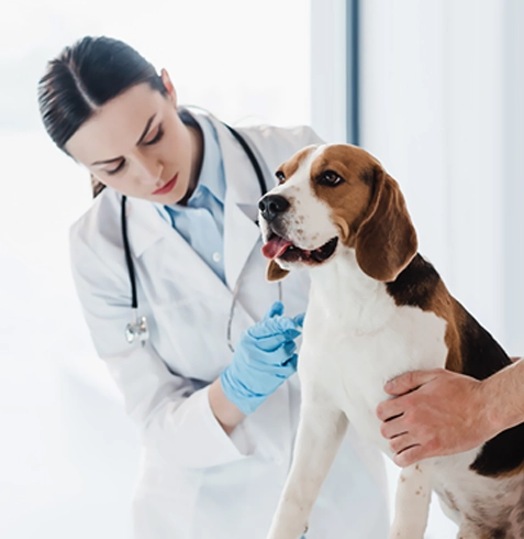 Yeşilhisar Veteriner