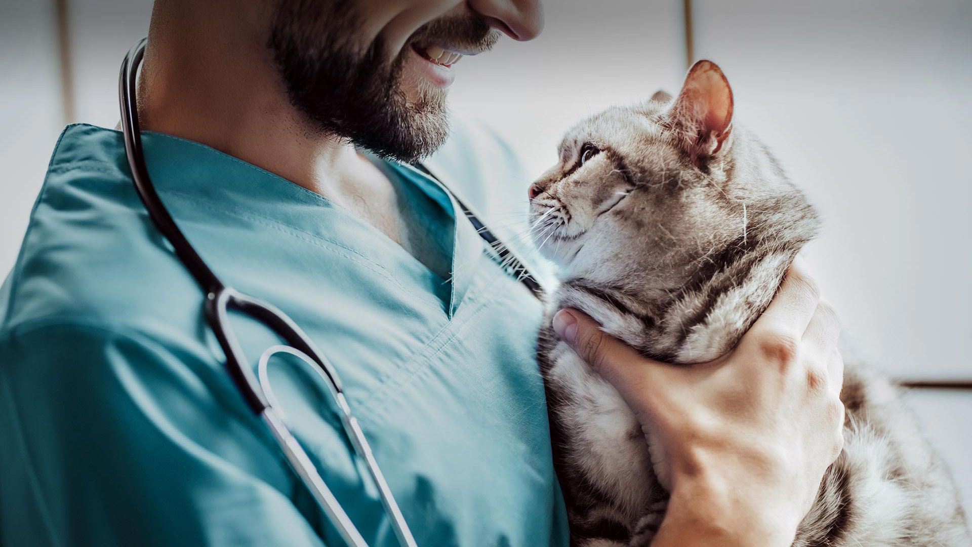 Yeşilhisar Veteriner